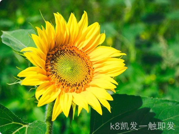 瓜子系列